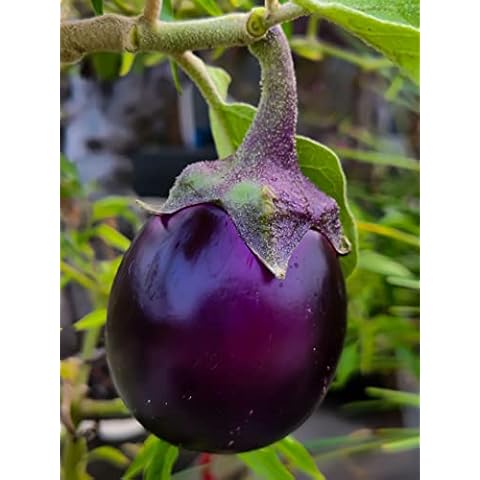 100 Valencia Round Eggplant Seeds - Productive and Delicious Cover
