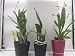 Sale - 3 Large Live Orchids Plants(Cattleya,Oncidium,Dendrobium)