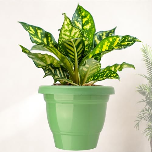Image of Kuber Industries (Pack of 5) Flower Pot | Pots for Terrace, Garden (6 Inch) 2-Layer Fuldani Flower Pot | Pots Stand for Plants | Phooldaan for Home D?cor | Synergy Indoor Plant Stand | Green