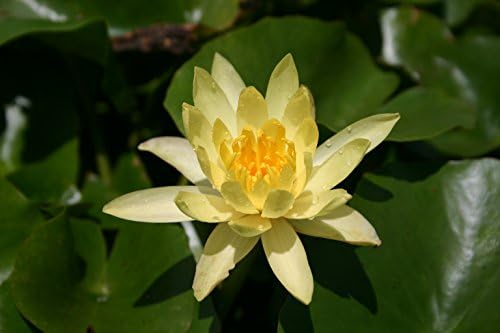 YELLOW WATER LILY PYGMY MEX, SOLD AS: BARE ROOT
