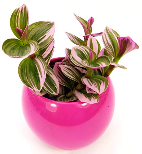 POWERS TO FLOWERS - TRADESCANTIA NANOUK XS IN VASO CERAMICA, pianta vera