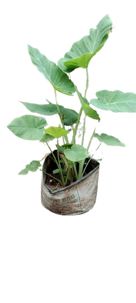 Cheera Chembu Plant Xanthosoma Brasiliense Tahitian Spinach Tannier Spinach Belembe Tahitian Taro Live Plants 2 Nos (B0D29PCQHN) Amazon Price History, Amazon Price Tracker