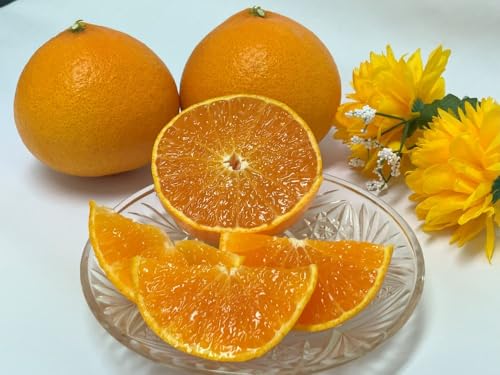 [2026年3月発送予定]愛果48号 2kg L〜2Lサイズ 農園直送 みかん 愛媛 人気 先行予約 柑橘 伊予市 贈答用 贈り物 ギフト 高級 |