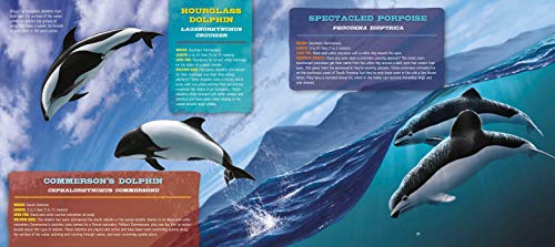 Discovering Whales, Dolphins & Porpoises: The Ultimate Guide to the Ocean's Largest Mammals