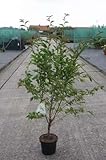GRDplanten