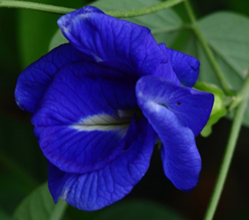 25 Butterfly Pea Seeds Aka Asian Pigeon Wing/Clitoria Ternatea Seeds/Great Edible Flowers To Make Lemondade And Tea From Grows Easily Vining Plant Non Gmo And Organic #TOP2