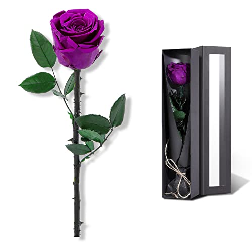 SofLiv Purple Preserved Rose