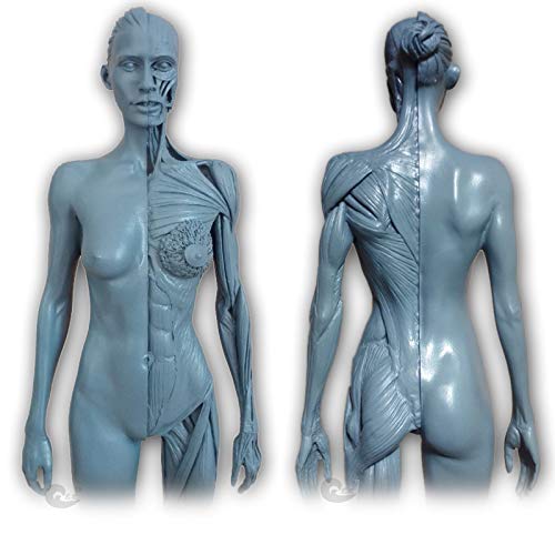 SLRMKK Female Anatomy Figure - 30 cm Human Anatomical Model - 1:6