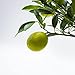 Lakeland o limonella - limonero enano de interior - planta viva -...