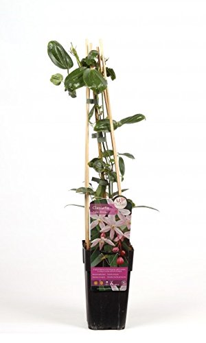 2 x Clematis Armandii Apple Blossom (verde sempreverde, rosa, profumo, pluriennale e dura invernale) | Set di 2 piante rampicanti sempreverdi, a crescita rapida – 2 vasi da 1,5 litri