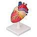 Acouto Life Size Human Heart Model 7PCS Heart with Support Base Life Size PVC Human Teaching Education Anatomically Accurate Industrial &