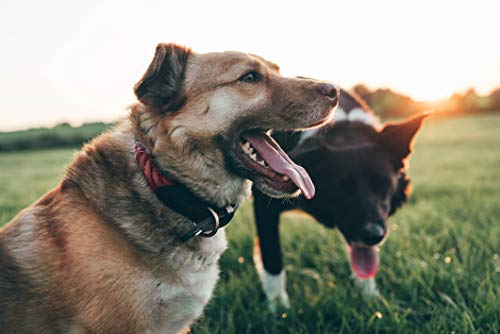 Embark Pets Country Dog Rope Collar - Braided Cotton And Rolled Leather Dog Collar For Medium Dogs - Durable Dog Collars For Medium Dogs And Strong Build For Training, Walking, Running (Medium, Red) #TOP2