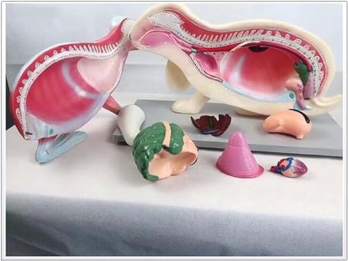 Squelette de lapin AMITD modèle d'anatomie complet avec socle de fixation