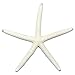 U.S. Shell, White Finger Starfish, 5 to 6 inches, 5-6