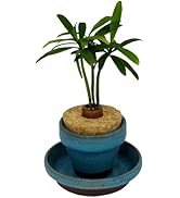 Amazon｜日本古来の植物 「槇 (まき) の木 花言葉：『慈愛』『色褪せぬ