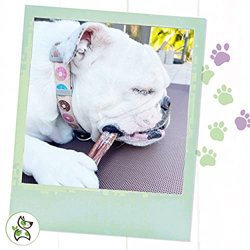 Nature Gnaws Bully Sticks For Large Dogs - Premium Natural Beef Dental Bones - Thick Long Lasting Dog Chew Treats For Aggressive Chewers - Rawhide Free #TOP7