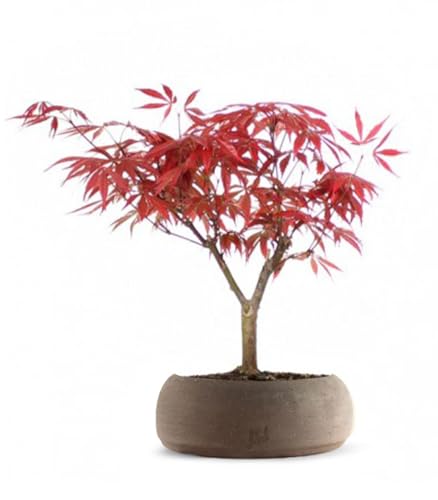Acero Rosso Giapponese Altezza 30 cm, Pianta Vera, Bonsai- posizionare