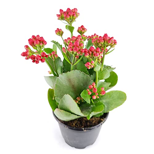 Kalanchoe blossfeldiana 'Calandiva Red' (8"-11" Tall in 4.5" Grower Pot) - Easy to Grow Houseplant - Live Healthy Houseplant for Home Office Decoration Kalanchoe blossfeldiana 'Calandiva Red' (8"-11" Tall in 4.5" Grower Pot) - Easy to Grow Houseplant - Live Healthy Houseplant for Home Office Decoration