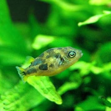 Amazon 熱帯魚 アベニーパファー ４匹 北海道 九州航空便要保温 Charm チャーム 観賞魚 水中生物 通販