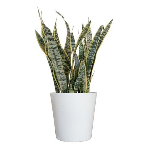 U United Nursery United Nursery Live Snake Plant, Sansevieria Trifasciata Laurentii, Variegated Snake Plant, 2-3 Ft. Tall Mother In Laws Tongue House Plant For Indoor And Outdoor  cover