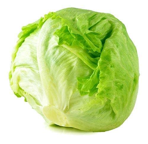 See full amazon price history chart for EVOY -XDA - Ice Burg Lettuce Salad Seeds 500 Seeds TR263 EVOY -XDA - Ice Burg Lettuce Salad Seeds 500 Seeds TR263 (B0BM6TXQQF) Amazon Price History, Amazon Price Tracker