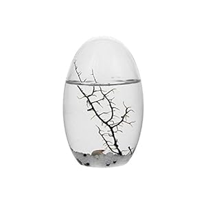 EcoSphere Klein ovaal 13cm White Line decoratief ecosysteem, glas/wit, 5 x 5 x 13 cm
