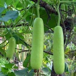 OhhSome Bottle Gourd Starter Kit with Seed + Growing Cups + Growing Soil, Tired and Trusted By Commercial Growers, 50 Seeds Pack for Home Vegetable Gardening - Eco"