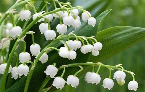 Miniatura 1 de 100 semillas de flores de lirio del valle