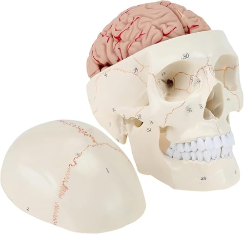 Crâne humain avec cerveau amovible en 3 parties et 8 sections pour l'étude