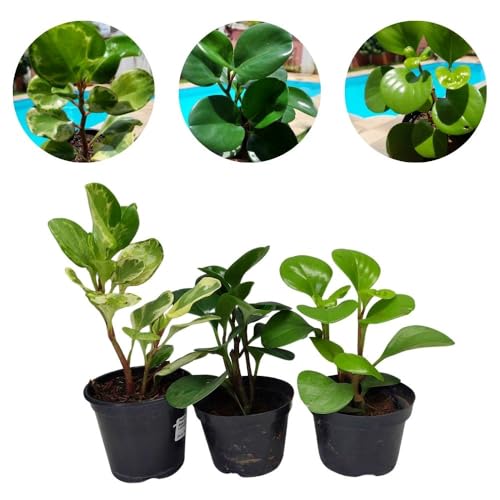 Kit 3 Variedades Naturais de Planta Pepperomia Vaso 10 Plantas Vivas Especiais Verde