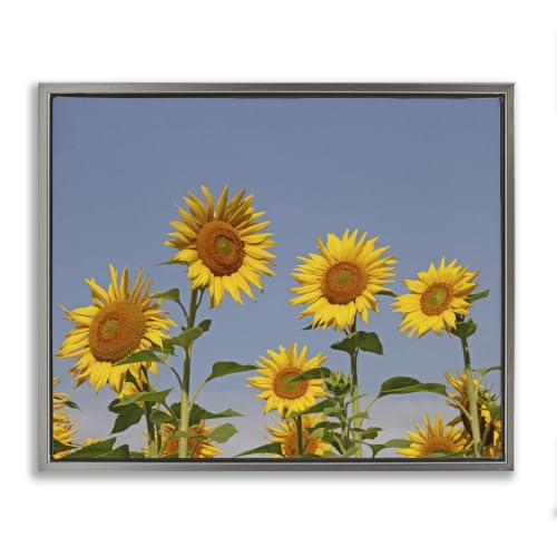 Sunflower Field Clear Sky, 24 x 30 Inch Canvas in Floater Frame