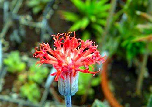 Candy Stick - Pickle Plant - Senecio Stapelliformis -2" Pot-Collector's Series #TOP6