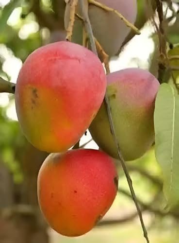 Image of Grafted Hybrid PlantGulabkhas MangoFruit Tree (Pack of 1 Healthy Live Plant for Home Garden)