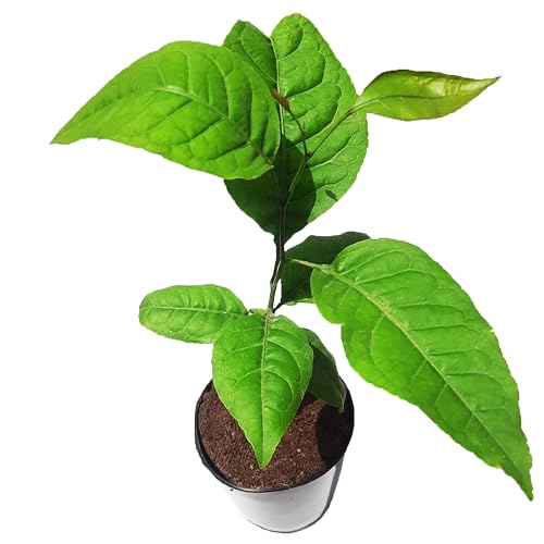 Image of Kalfo Live Bilva Leaf Bel Patra Plant Bael Leaf Bel Patra for Puja Bael Fruit Plant Bilva Leaf Medicinal Plant with Black Plastic Pot