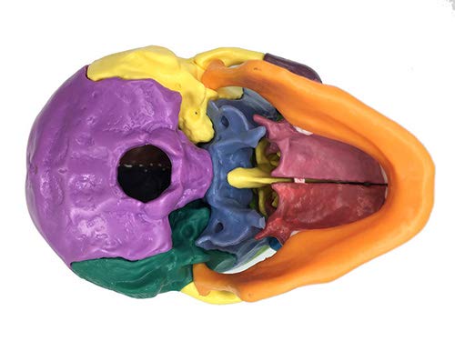Modello didattico, modello anatomico del cranio medico, modello di cranio umano per studio anatomico, modello di testa di cranio colorato per clinica odontoiatrica Strumenti didattici, esposizione di