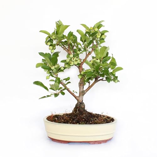 🏺 VASO INCLUSO — Realizzato con maestria, questo vaso in ceramica di alta qualità esalta la bellezza naturale della pianta e si fonde armoniosamente con il suo stile orientale. Sia che tu desideri decorare il tuo giardino, il tuo balcone o il tuo terrazzo, questa elegante combinazione creerà un’atmosfera di pace e serenità.