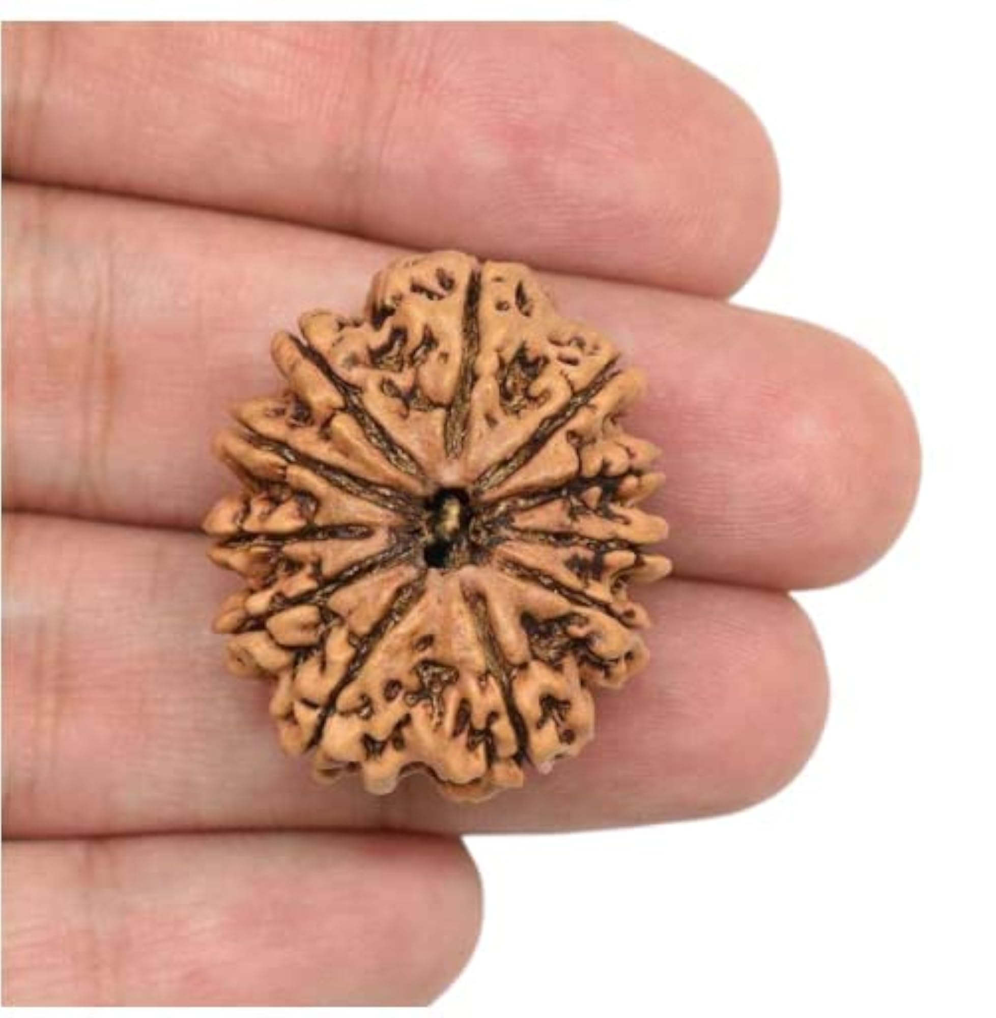 AAA+++ Quality Nepal Rudraksha Bead, Certified Natural Gemstone