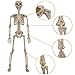 HBSTK 2 Pack 40 Inches Halloween Skeleton Full Body Posable Movable Jonints for Halloween Decoration Décor
