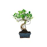 Altura de 30cm. Bonsái Ficus Retusa de 6 Años Árbol Pequeño de Interior y Exterior