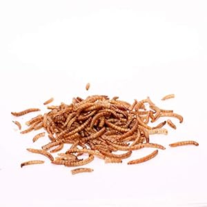 Superpet Dried Mealworms for Wild B...