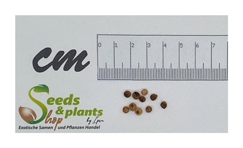 10x Gefleckter Aronstab Samen (Arum Maculatum) – Gartenpflanzen Für Schattige Lagen