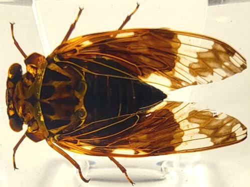 Image of 44mm Real Cicada in Crystal Clear Lucite Resin Crafts Specimen Preserved Various Animal Insect Bug Taxidermy Collection for Biology Science Education & Desk Ornament Display Supplies