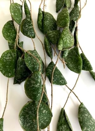 Hoya Imbricata Fiore di Cera Vaso 15 cm | Pianta Grassa Tropicale, Da Interno, Rampicante Ornamentale, Foglie Decorative