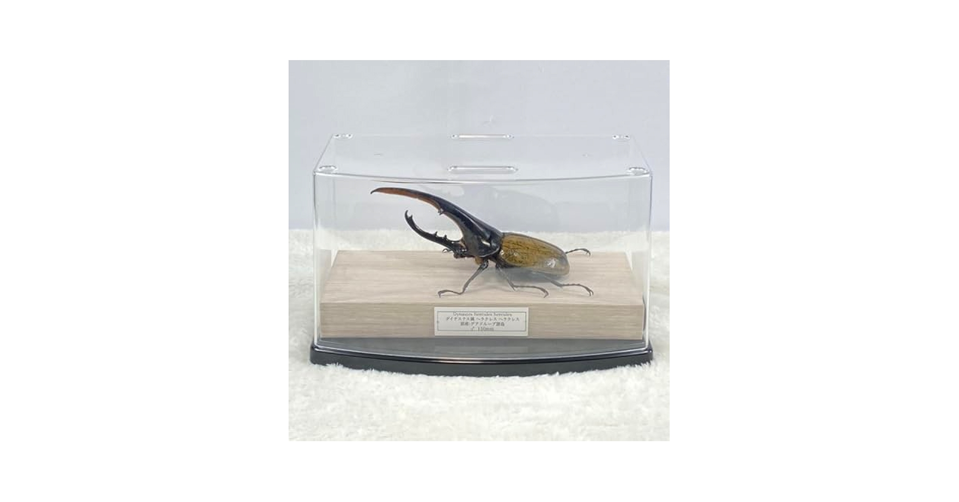 ⭐︎値下げ⭐︎ヘラクレスオオカブト 標本 樹脂 琥珀 ⭐︎値下げ⭐︎ヘラクレスオオカブト 標本 樹脂 琥珀 - メルカリ