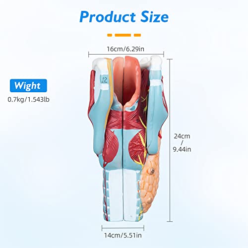 Image of Larynx Model - 2X Enlarged Human Throat Model Scientific Anatomy Model of Larynx Pharynx Model for Studying and Teaching