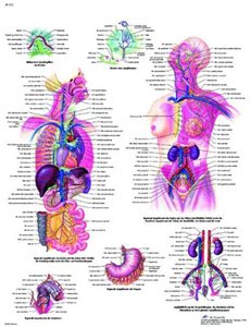 Image of 3B Scientific VR3392L Glossy UV Resistant Laminated Paper El Sistema Linfatico Anatomical (Lymphatic System Anatomical Spanish, Chart) Poster Size 20 inch Width x 26 inch Height