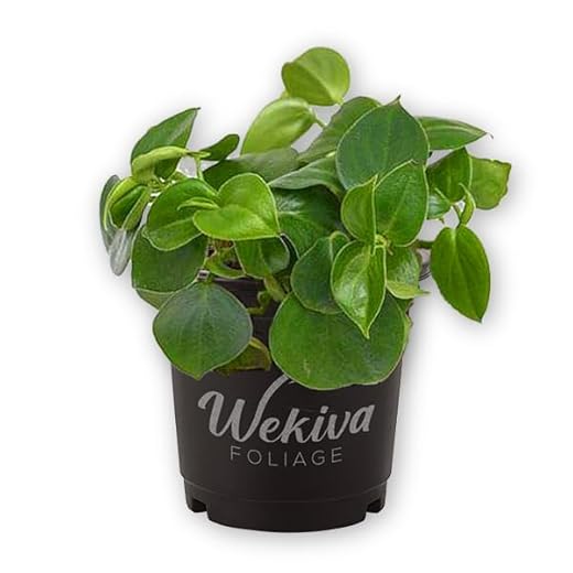 Peperomia Cupid - Elegant Indoor Plant