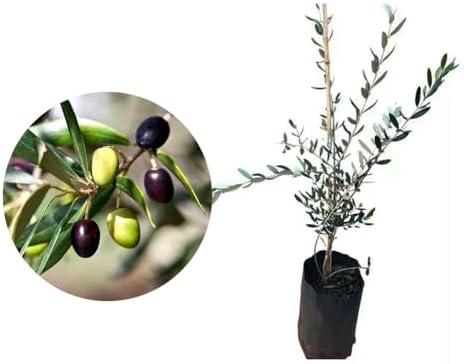 Muda de Oliveira (Olea europaea) Altura de 20 a 40cm – planta fru...