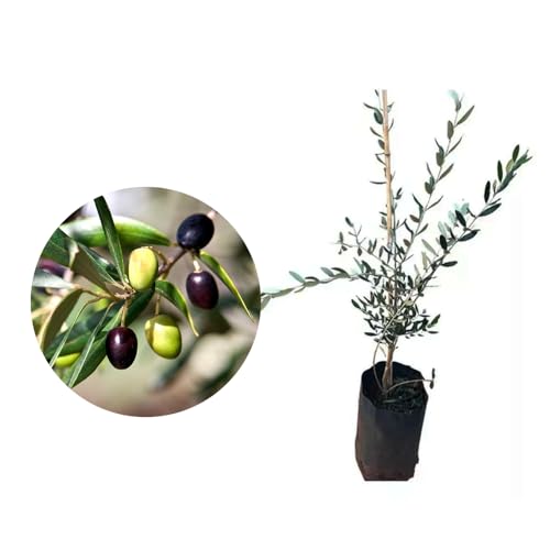 AMK Jardinagem e Paisagismo, Muda de Oliveira 20 a 40cm AMK - Plantas Online