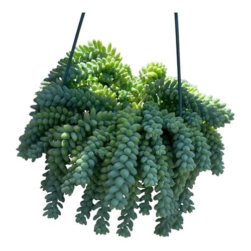 Sedum morganianum Burro Donkey Tail in A 6" in Hanging Pot Trailing and Rooted Live Plant Sedum morganianum Burro Donkey Tail in A 6" in Hanging Pot Trailing and Rooted Live Plant